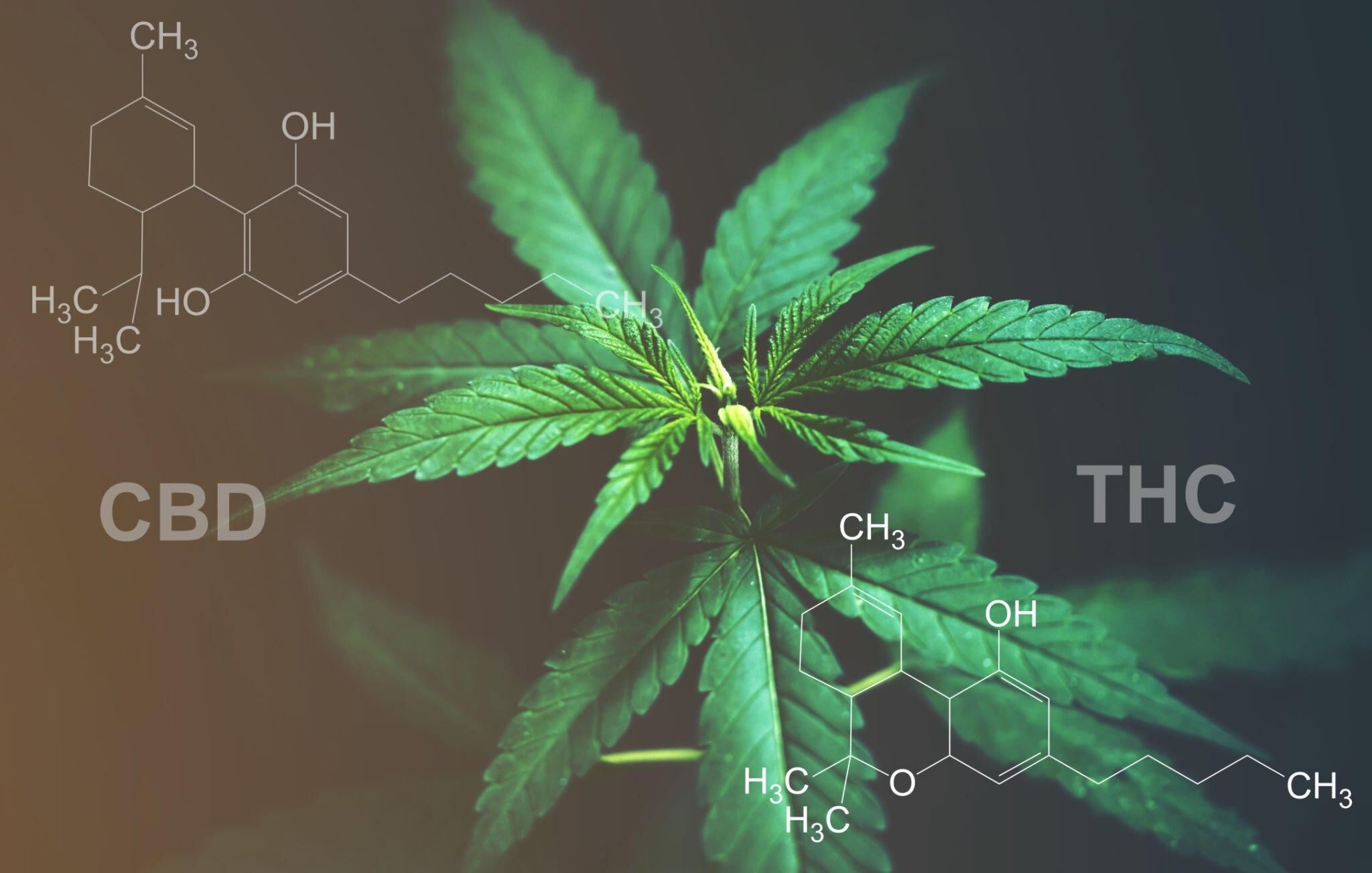 thc cbd ratios